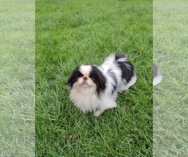 Medium Photo #3 Japanese Chin Puppy For Sale in St. Louis Park, MN, USA