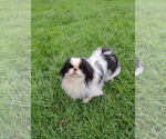 Small #2 Japanese Chin