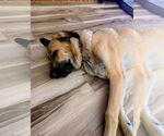 Small #2 Anatolian Shepherd Mix