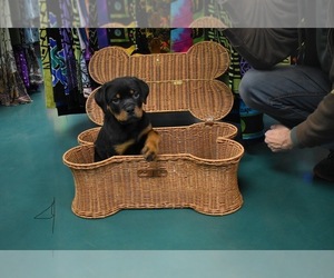 Rottweiler Puppy for sale in CHARLOTTESVILLE, VA, USA