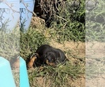 Small #35 Doberman Pinscher