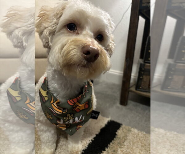 Medium Photo #1 Poodle (Miniature)-Unknown Mix Puppy For Sale in Fort Collins, CO, USA