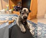 Small #8 Texas Heeler