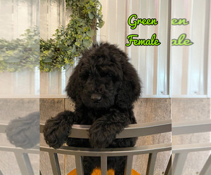 Goldendoodle-Poodle (Standard) Mix Puppy for sale in SURGOINSVILLE, TN, USA