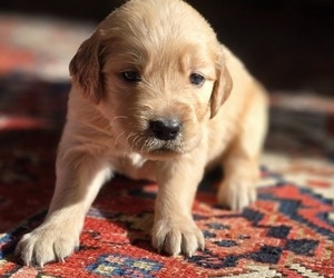 Golden Retriever Puppy for sale in HAMMONTON, NJ, USA