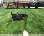 Small Photo #30 Rottweiler Puppy For Sale in OAK GLEN, CA, USA