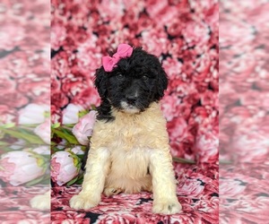 Bernedoodle-Poodle (Standard) Mix Puppy for sale in CHRISTIANA, PA, USA