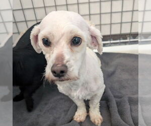 Poodle (Miniature)-Unknown Mix Dogs for adoption in Chico, CA, USA