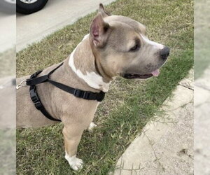 Mutt Dogs for adoption in Houston, TX, USA