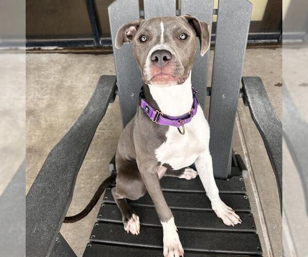 Medium Photo #3  Puppy For Sale in , 