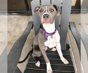 American Pit Bull Terrier Dogs for adoption in Denver, CO, USA