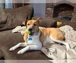 Potato - Male Mutt Dog for Adoption - Small photo