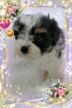 Medium Photo #3 Havanese Puppy For Sale in DOUGLAS, GA, USA