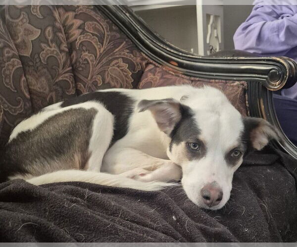 Medium Photo #3 Siberian Husky-Unknown Mix Puppy For Sale in Aurora, IN, USA