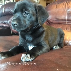 German Shepherd Dog-Great Dane Mix Puppy for sale in ROGERSVILLE, MO, USA