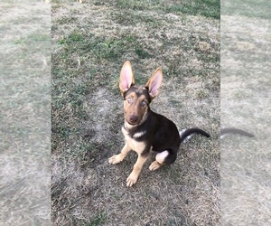 German Shepherd Dog-Unknown Mix Puppy for sale in BALTIMORE, MD, USA