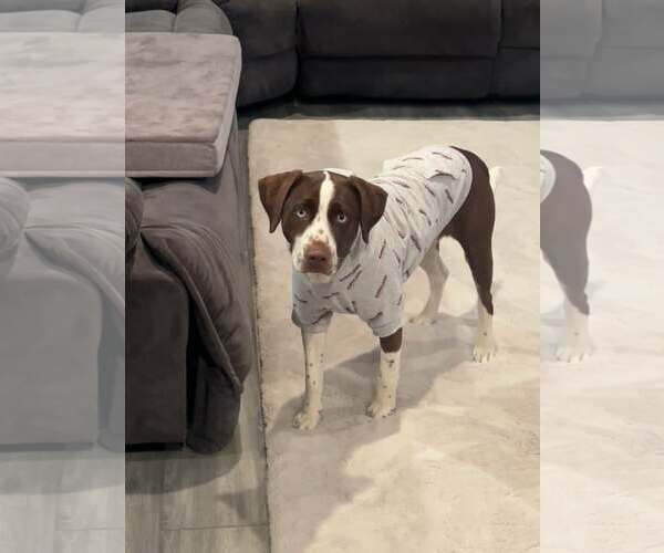 Medium Photo #9 Beagle-Unknown Mix Puppy For Sale in Westwood, NJ, USA