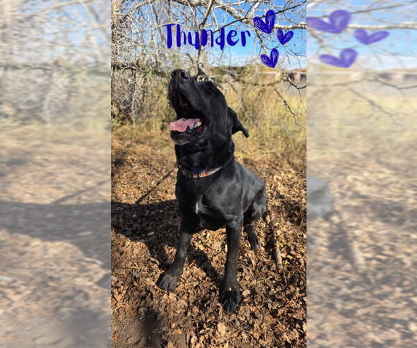 Medium Photo #3 Labrador Retriever-Unknown Mix Puppy For Sale in Monte Vista, CO, USA