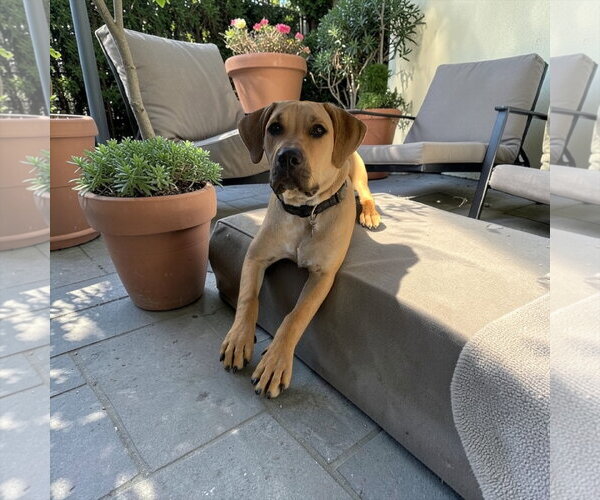 Medium Photo #2 Mastiff Puppy For Sale in Menifee, CA, USA