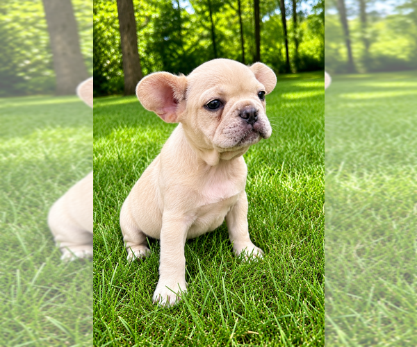 Medium Photo #9 French Bulldog Puppy For Sale in FAIR HAVEN, MI, USA