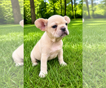 Small #8 French Bulldog