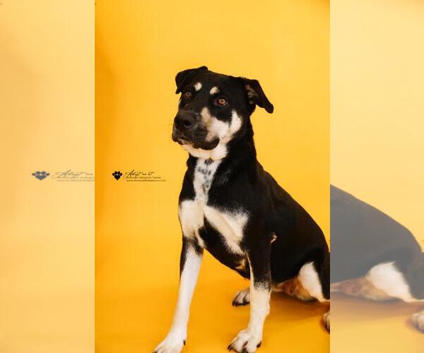 Medium Photo #10 Rottweiler-Unknown Mix Puppy For Sale in Rockwall, TX, USA