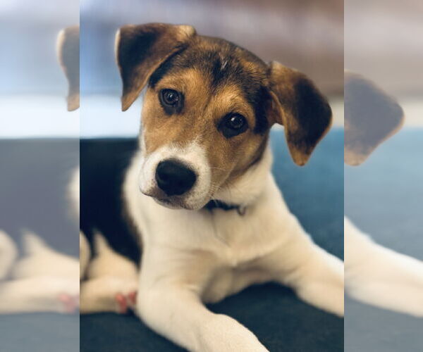 Medium Photo #1 Beagle-Unknown Mix Puppy For Sale in Arlington, VA, USA