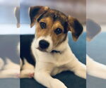 Small Beagle Mix