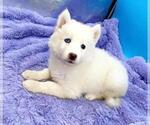 Small Photo #3 Siberian Husky Puppy For Sale in SANDY HOOK, KY, USA
