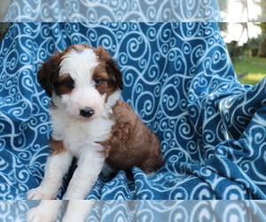 Aussiedoodle Puppy for sale in SHILOH, OH, USA