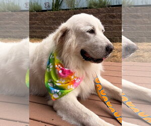 Bianca - Female Great Pyrenees Dog for Adoption - Photo #8