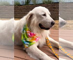 Small #7 Great Pyrenees