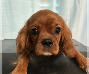Cavalier King Charles Spaniel Puppy for sale in ATOKA, OK, USA