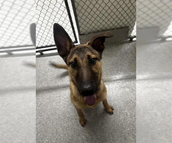 Medium Photo #1 German Shepherd Dog-Unknown Mix Puppy For Sale in Pasadena, TX, USA