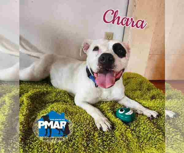 Medium Photo #2 American Pit Bull Terrier-Unknown Mix Puppy For Sale in Binghamton, NY, USA