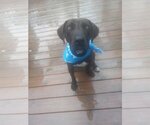 Small Photo #3 Labrador Retriever-Unknown Mix Puppy For Sale in Murfreesboro, NC, USA