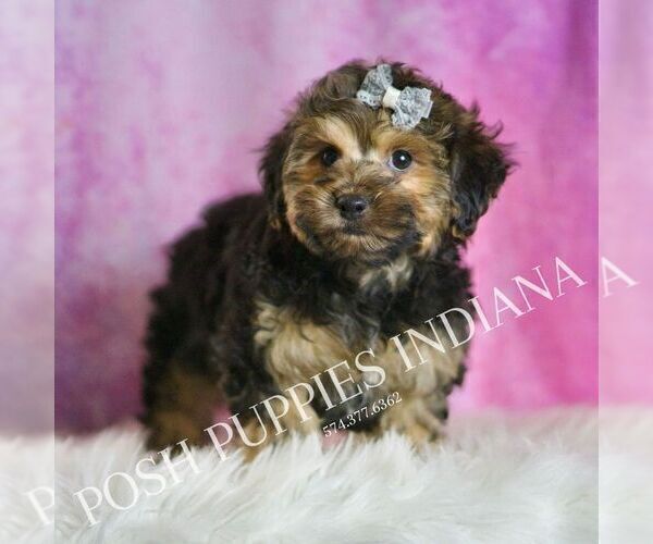Medium Photo #45 Yorkipoo Puppy For Sale in WARSAW, IN, USA