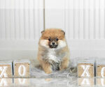 Small Photo #12 Pomeranian Puppy For Sale in WARSAW, IN, USA