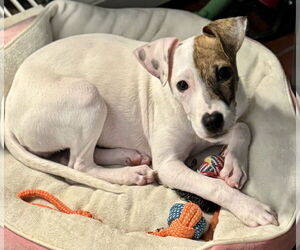 Boxer-Unknown Mix Dogs for adoption in Jefferson, NJ, USA