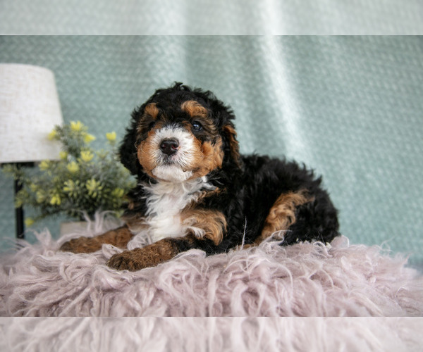 Medium Photo #14 Bernedoodle (Miniature) Puppy For Sale in PARADISE, PA, USA