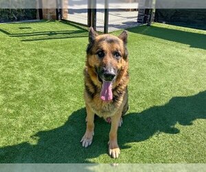 German Shepherd Dog Dogs for adoption in Orange, CA, USA