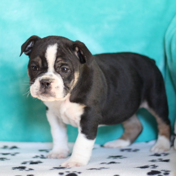 Medium Photo #1 Olde English Bulldogge Puppy For Sale in GAP, PA, USA