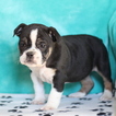 Small Photo #1 Olde English Bulldogge Puppy For Sale in GAP, PA, USA