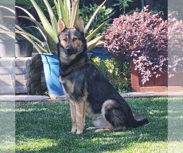 Medium Photo #2 German Shepherd Dog-Unknown Mix Puppy For Sale in San Jose, CA, USA