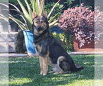 Small #1 German Shepherd Dog Mix