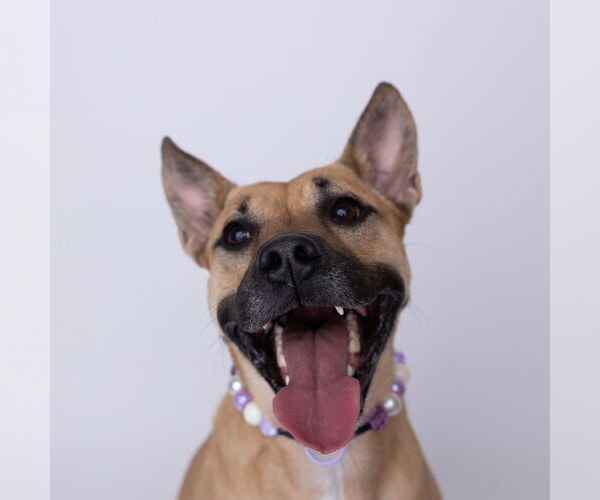 Medium Photo #8 Mutt Puppy For Sale in Fargo, ND, USA