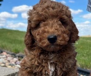 Goldendoodle (Miniature) Puppy for sale in HULL, IA, USA