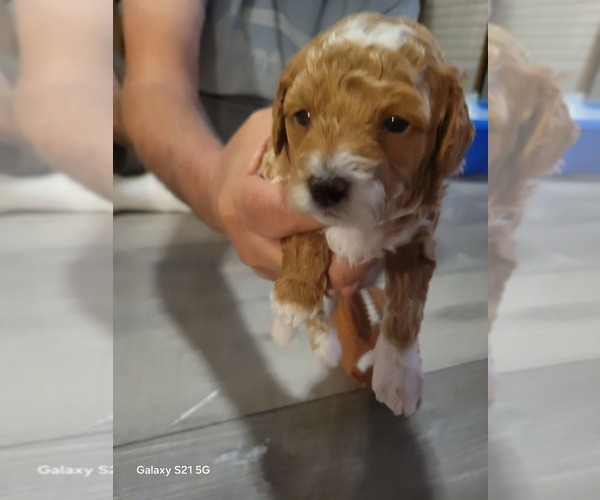 Medium Photo #13 Goldendoodle mix (+ Poodle Standard) Puppy For Sale in MILFORD, UT, USA