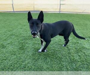 Mutt Dogs for adoption in Grand Prairie, TX, USA