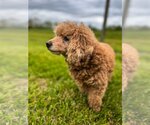 Small Photo #3 Poodle (Miniature) Puppy For Sale in Pacolet, SC, USA